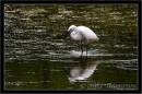 little_egret_1B.jpg