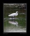 little_egret_2.jpg