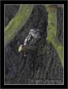 little_owl_1.jpg