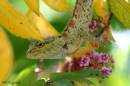 lizard01.jpg