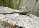 lizard5.jpg