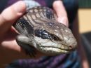 lizard_crop_r.jpg