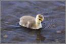 loaded_27-5-07_030.jpg