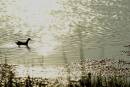lone_duck_2.jpg