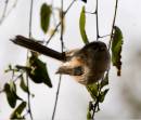 long-tailed_tit_perched_sml.jpg