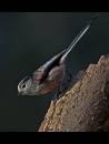 long_tailed_improved.jpg