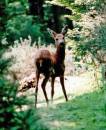 longleat_deer1.jpg