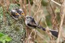 longtailedtit_3741.jpg