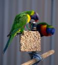 lorikeets_resize.jpg