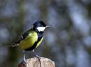 lovely-great-tit.jpg