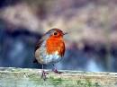lovely-robin.jpg