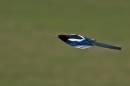 magpie1.jpg