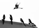 magpies.jpg