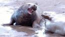 male_grey_seal.JPG