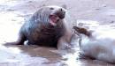 /gallery/data/501/thumbs/male_grey_seal.JPG