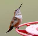male_rufous_im_WPF.jpg