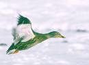 mallard-hen.jpg