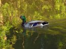 mallard12.jpg