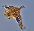 mallard6.jpg