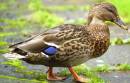 mallard_duck_EOS_E50e_25pc.jpg