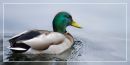 mallardweb.jpg