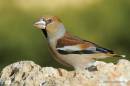 mangeoir_MG_5712.jpg