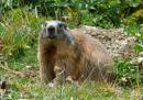 /gallery/data/501/thumbs/marmot.jpg