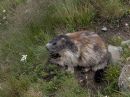 marmot_aug_2_2012_.jpg