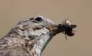 meadow-pipit.jpg