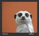 meercat.jpg