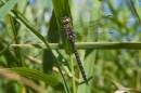 migrant-hawker-aug-23-2008-11.jpg