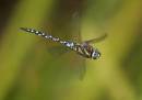 migrant-hawker-sep-9-2006-1.jpg