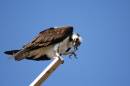 mini-Osprey4.JPG