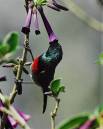 miombodoublecollaredsunbird.jpg