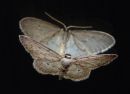 mirrored-moth_1378931889.jpg