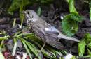 mistle_thrush_1_sml.jpg