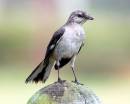 mockingbird.jpg