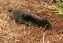 mole_2.jpg