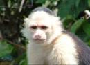 monkeyface.jpg