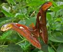 moon_moth.jpg