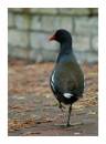 moorhen1.JPG