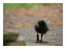 moorhen_chick.JPG