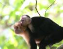 mother-monkey.jpg