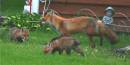 mother_fox_and_pups-2.jpg