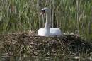 mute-swan-may-4-2006-1.jpg