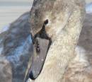 /gallery/data/501/thumbs/mute_swan_signet_close_up.jpg