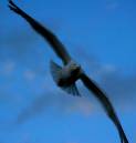 night_flight_.jpg