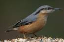 nuthatch-dec-23-2005-1.jpg