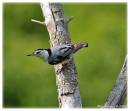 nuthatch1.jpg