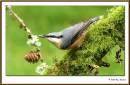 nuthatch_framed_2.jpg